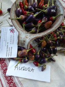 Aurora Chili - Csípős paprika ritkaságok az Egzotikus Növények Stúdiója kínálatában